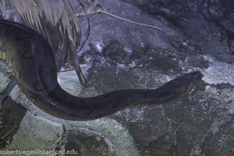 California Academy of Science 2019